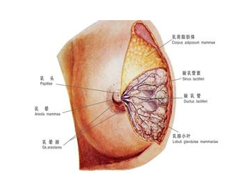 ��ͷ���� �� ��ͷѪ��